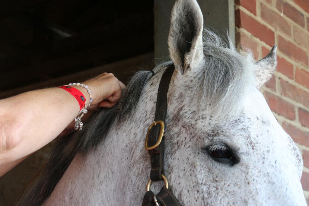 After a little convincing, Liberty Bull consents to getting his mane braided. 